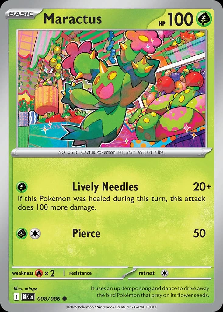 Maractus (8)