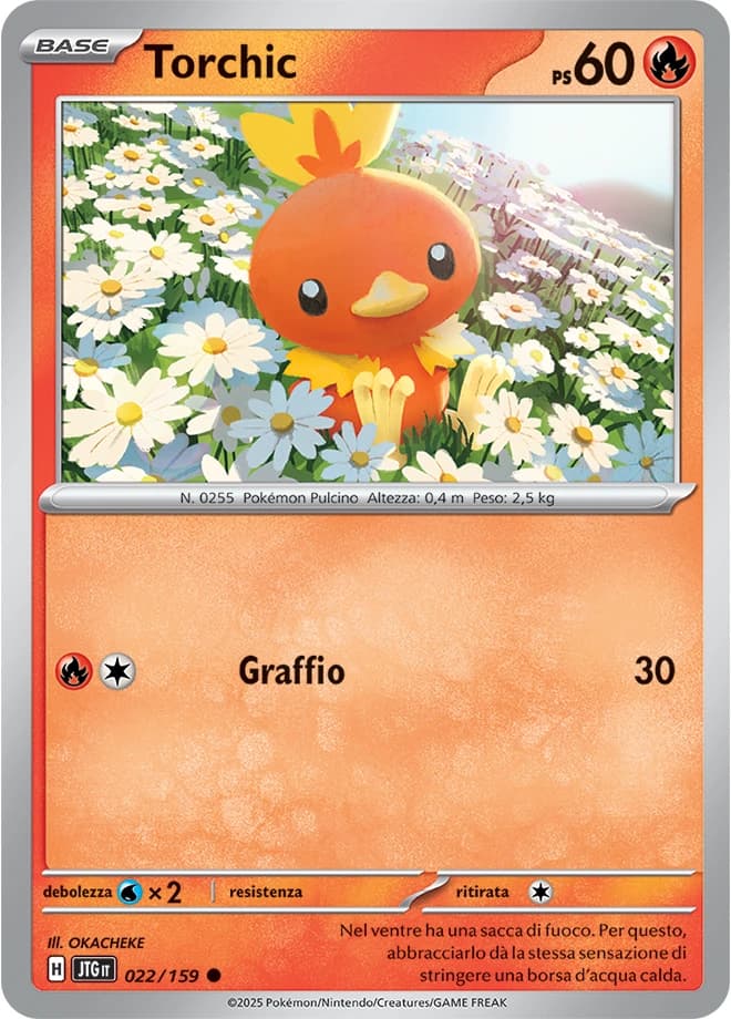 Torchic (22)