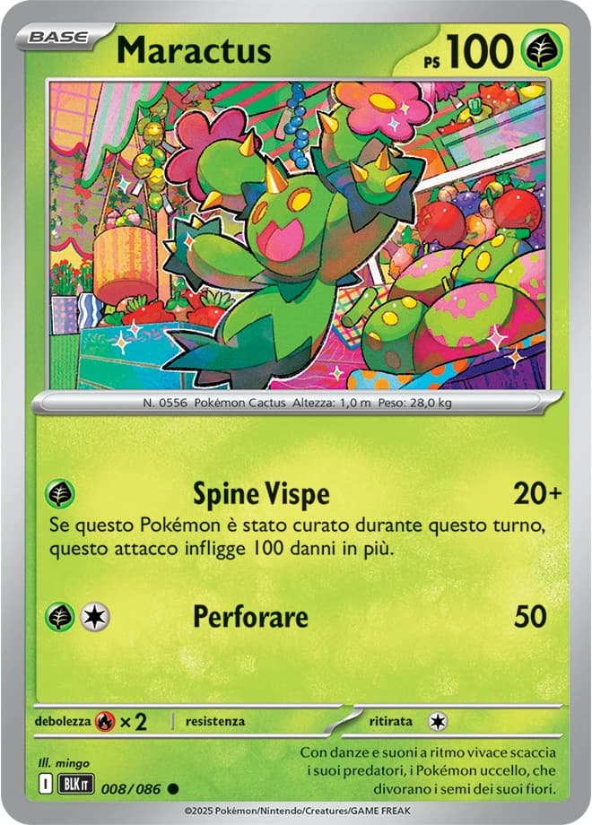 Maractus (8)