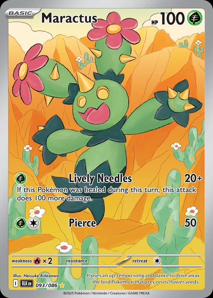 Maractus (93)